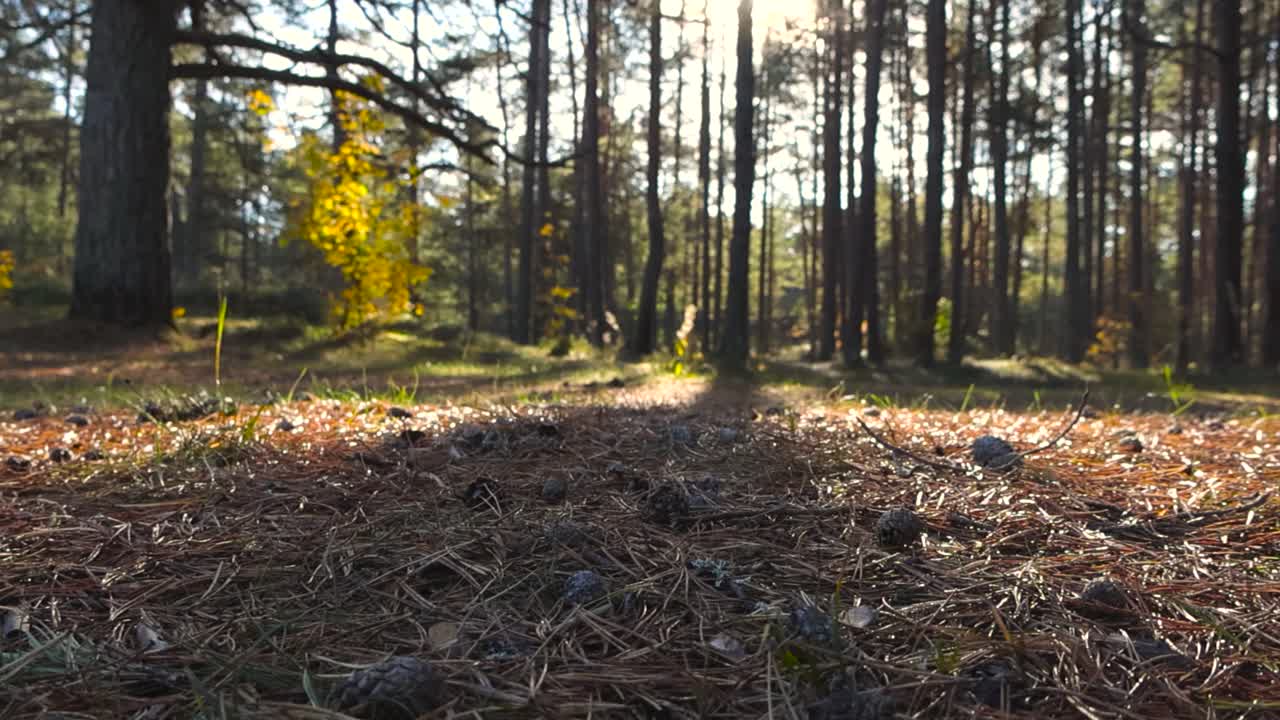 Zonovergoten dennenbosbodem