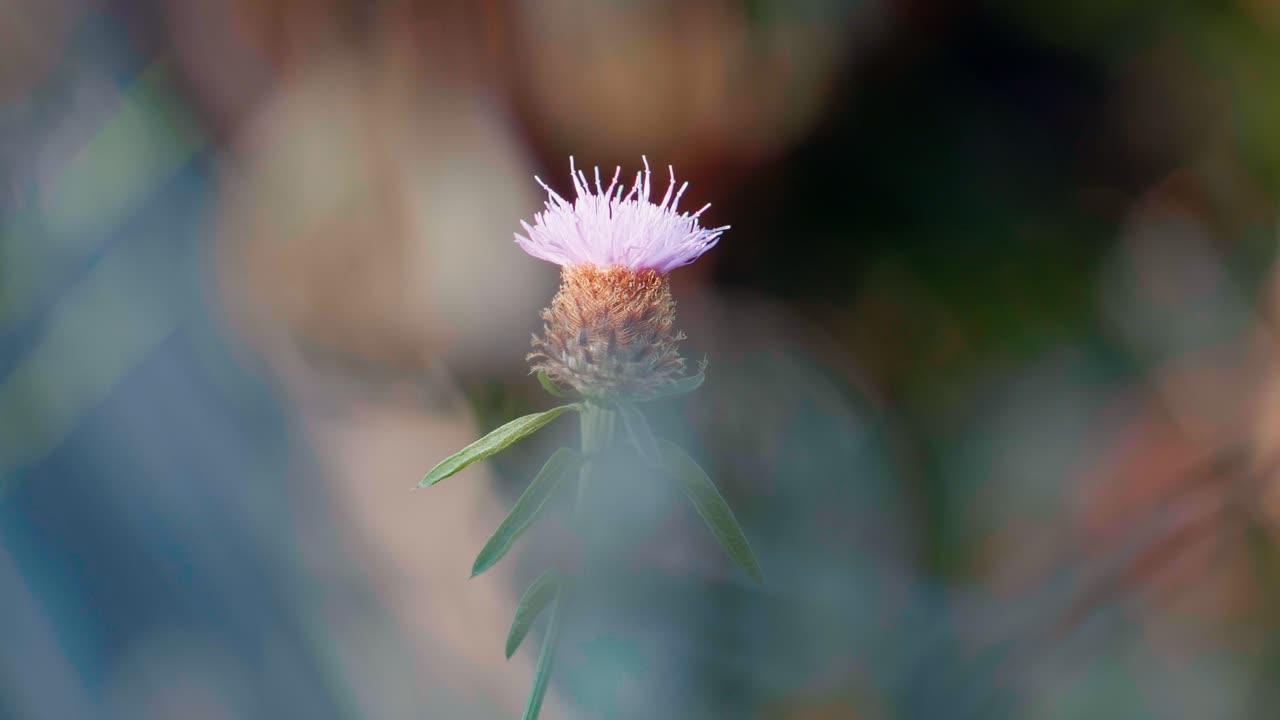 En enslig lilla knoppurtblomst blomstrer på et jorde med en mykt uskarp bakgrunn av naturlig vegetasjon. Kort dybdeskarphet