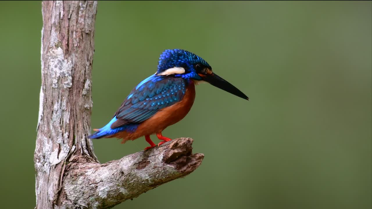 el martín pescador de orejas azules es un pequeño martín pescador que se encuentra en tailandia y es buscado por los fotógrafos de aves debido a sus hermosas orejas azules, ya que es una pequeña, linda y esponjosa bola de plumas azules de un pájaro