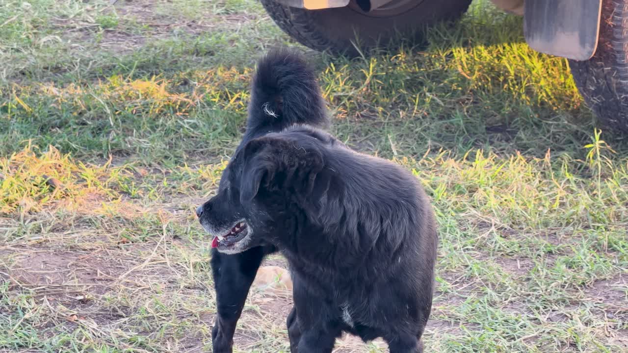 A black stray dog walks across a grassy field near parked vehicles during golden hour