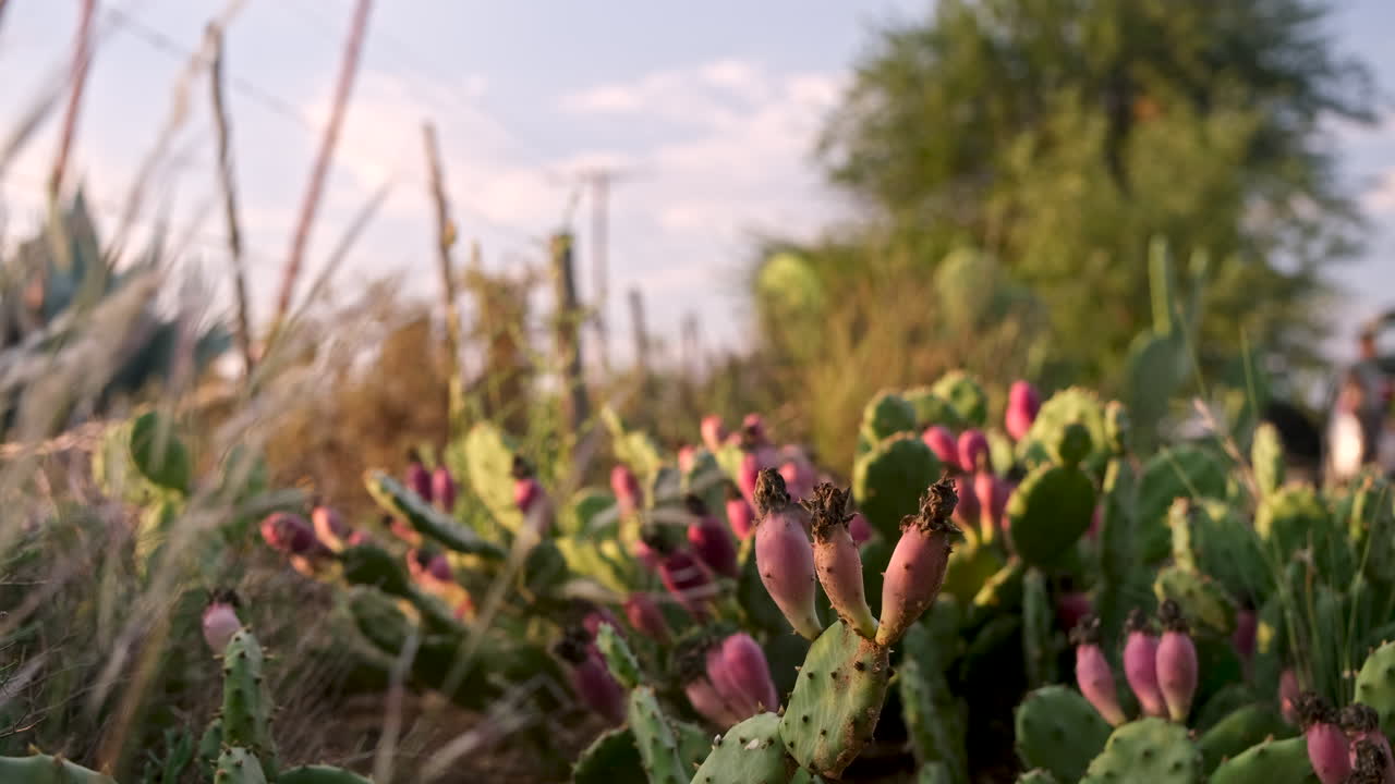 opuntia pera espinosa a la luz del sol con frutos vívidos, tiro de enfoque poco profundo