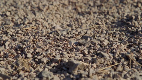 vista macro del suelo de la playa de guijarros mientras las hormigas llevan semillas leñosas o alas de insectos, profundidad de campo poco profunda