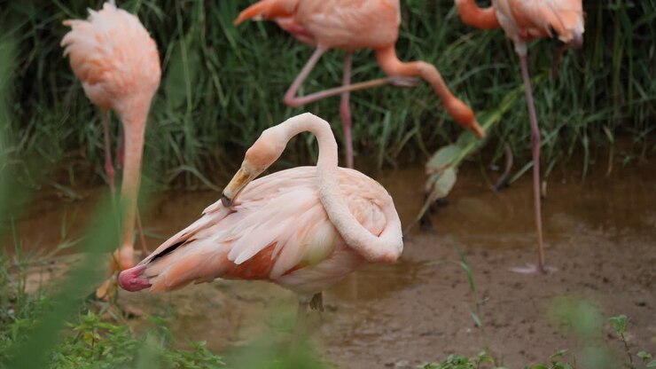 Pink Flamingos in a Wetland Environment