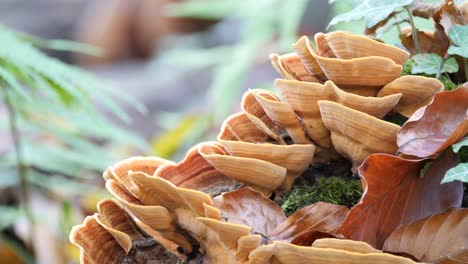 Braune-Polyporen,-Baumpilze,-Wachsen-Auf-Einem-Moosbedeckten-Baumstamm-In-Einem-Schönen-Herbstwald