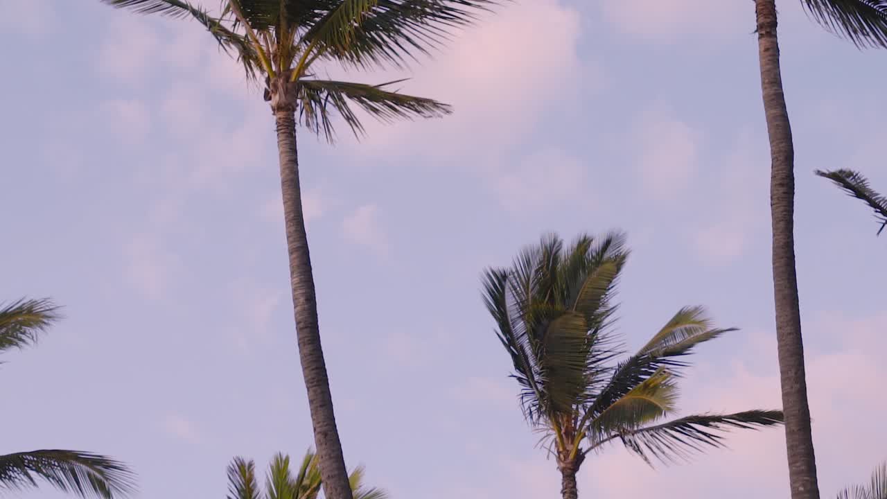 Pan through beautiful Hawaiian palm trees at sunset