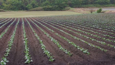 filas de verduras frescas de la granja, toma de pan lenta