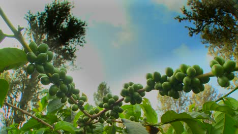 time lapse of coffee beans growing on a coffee plantation in the tropics