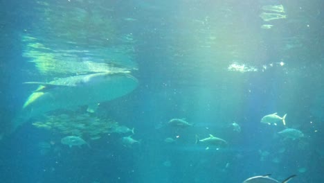 whale shark glides through a tranquil aquarium