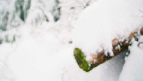 fallen tree covered in snow