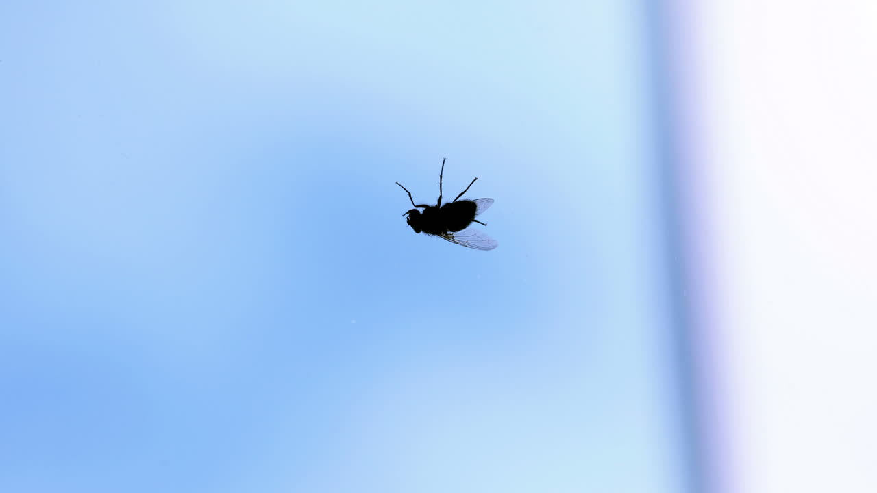 파리 가 기어다니는 것 의 극단적 인 클로즈업