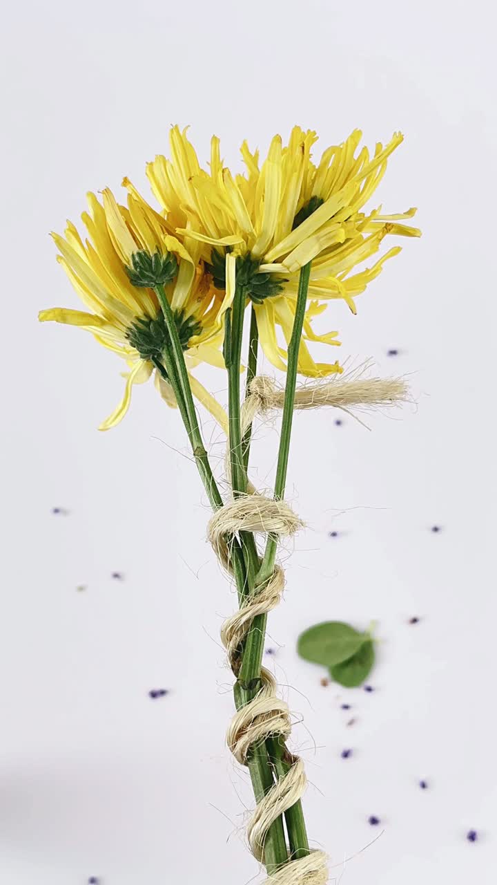 노란색 크리산테무스 꽃줄기