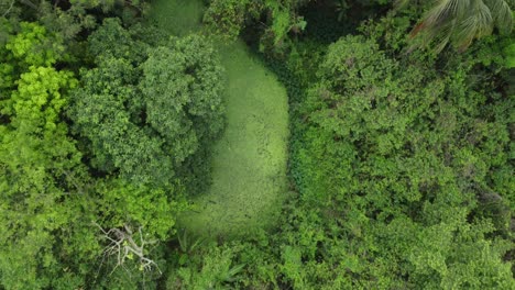 Luft--Oder-Draufsicht-Auf-Tiefgrünen-Wald-Oder-Dschungel