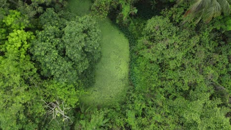 vista aérea o superior del bosque verde profundo o la jungla