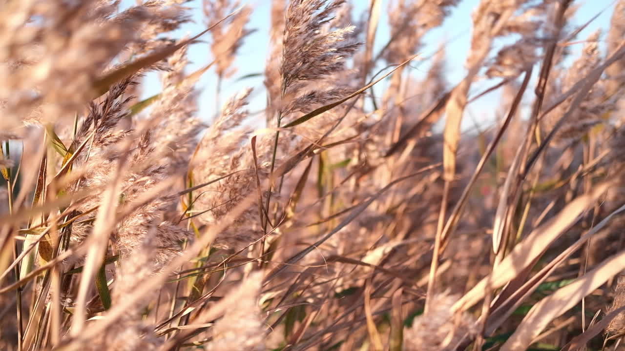 Closeup of reed blowing during golden hour