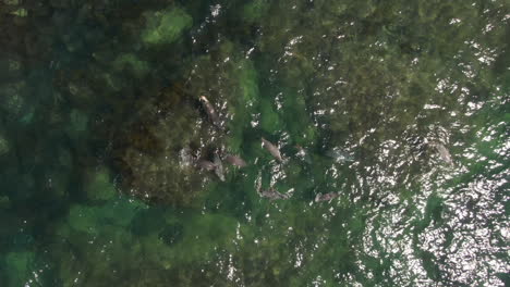 focas jugando en aguas oceánicas poco profundas en un día soleado, tiro de drones en aumento