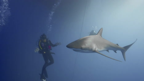 a scuba diver teases silky shark