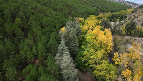 Aerial-view-dolly-in-flight-over-golden-forest-in-autumn