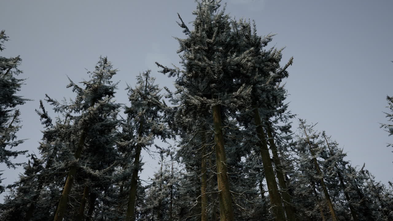 얼어붙은 겨울 숲