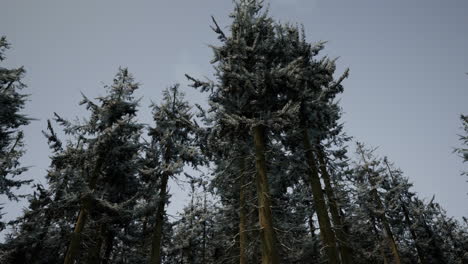 bosque de invierno congelado
