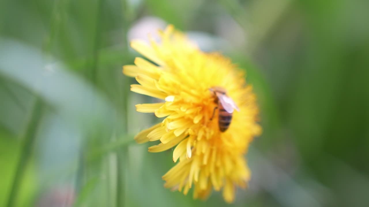 Primo piano di un'ape su un fiore di tarassaco giallo che succhia il nettare.