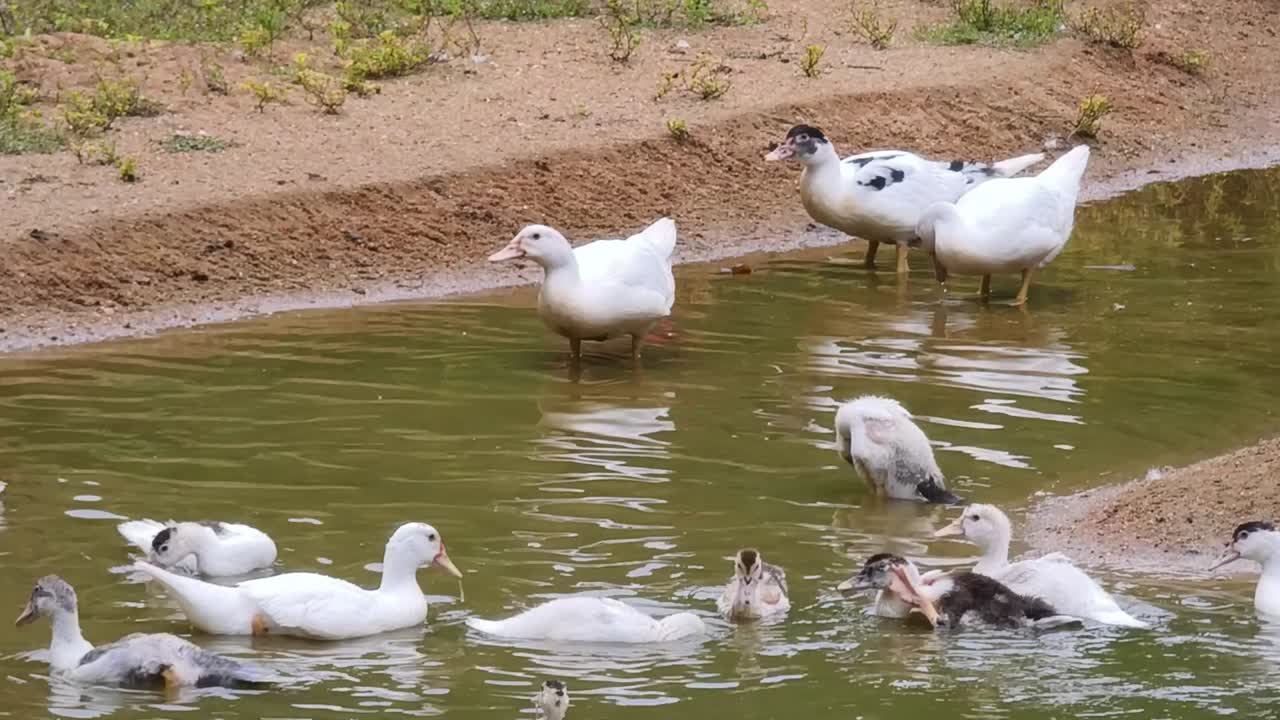 White Ducks in a Pond