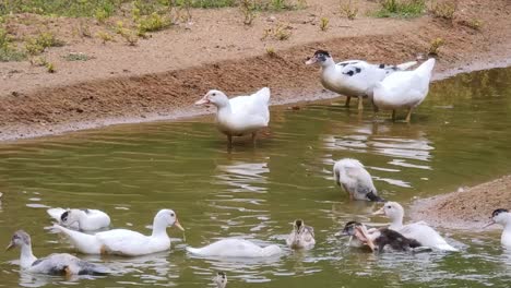patos blancos en un estanque