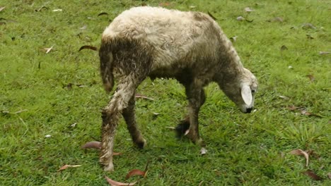 white sheep grazing in a field