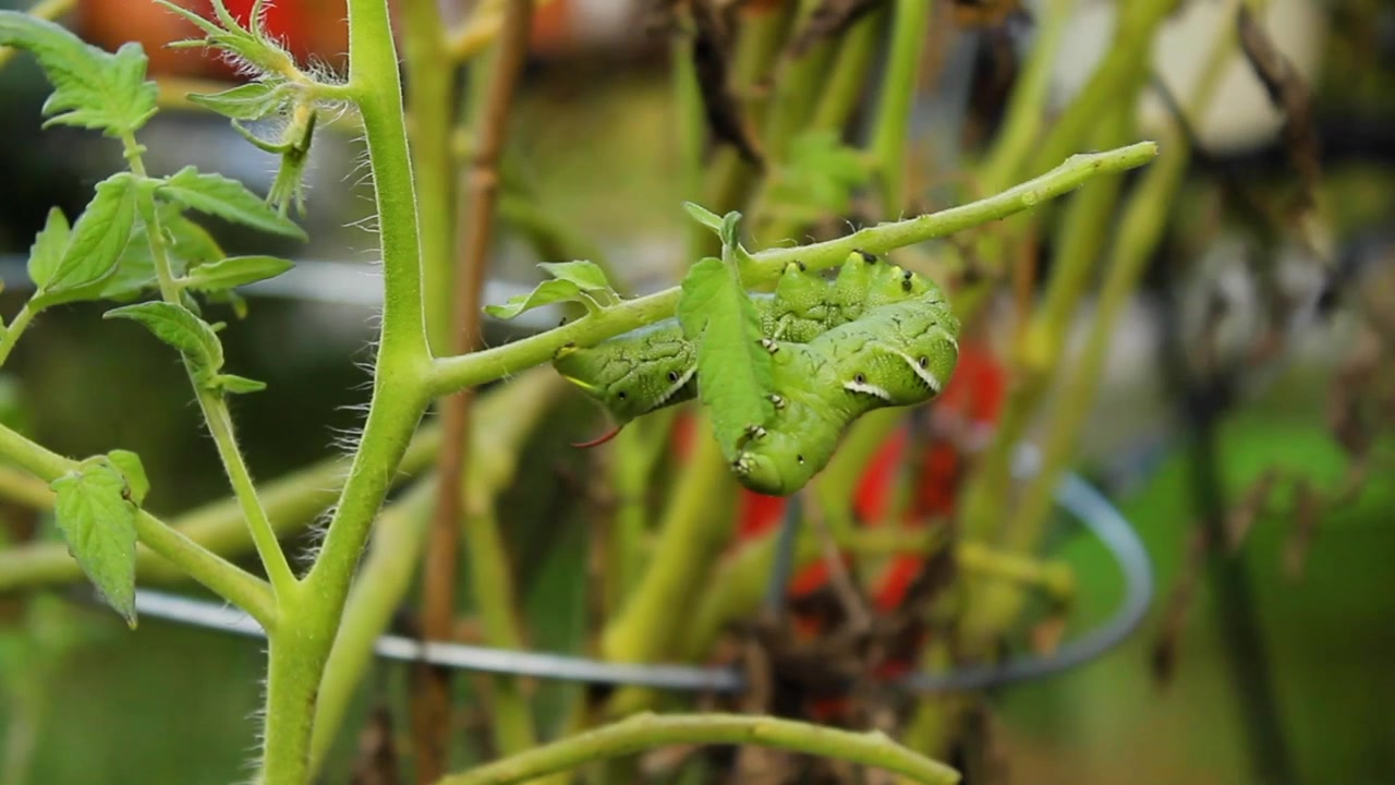 Orbiting shot of a hornworm eating a leaf on a tomato plant.