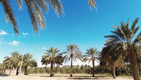 date-palm-plantation-deglet-nour-in-the-region-of-biskra-algeria