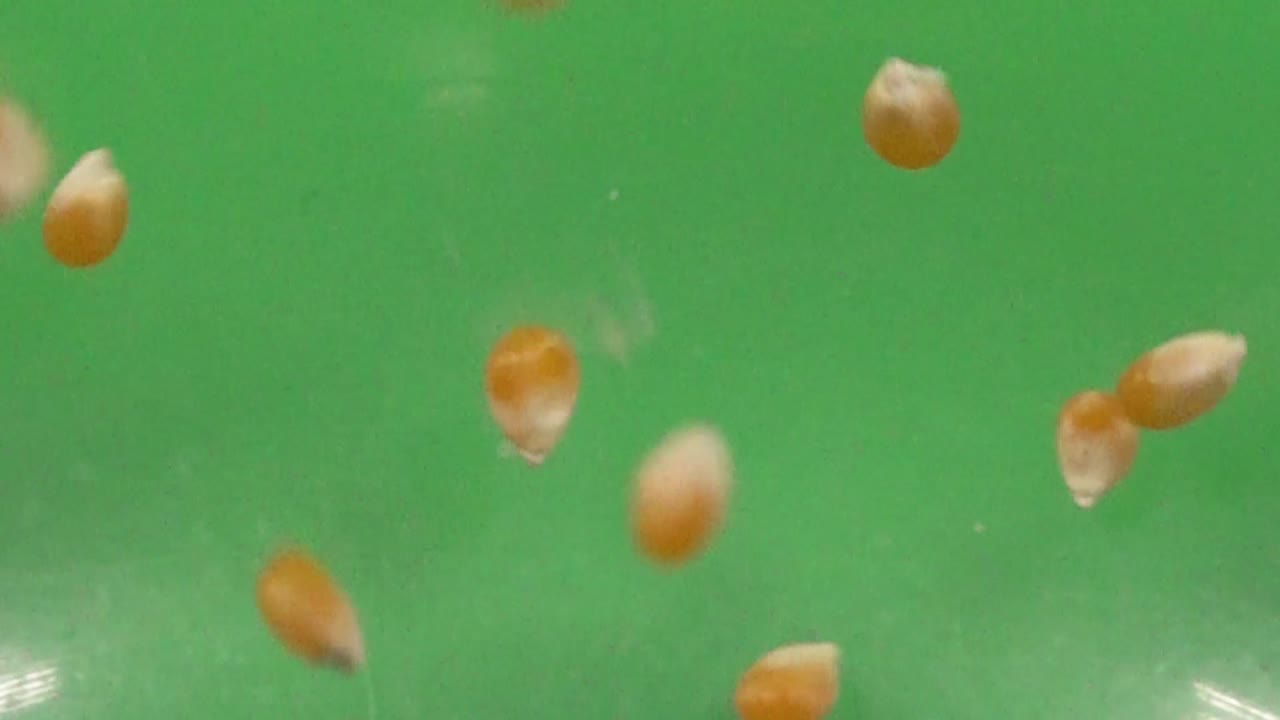 Corn kernel bouncing on a chroma background