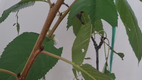 disparo estático de una oruga blanca comiendo lentamente una hoja de cerezo