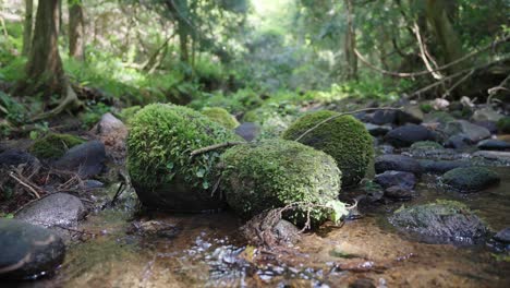 摩斯覆蓋的岩石在安靜的河流在山景, 托托里日本