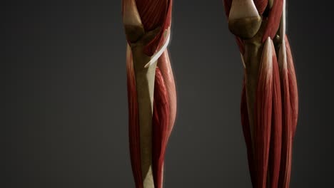 muscular system of human body animation