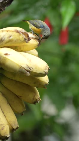 cute orange-bellied flowerpecker bird eating bananas in the garden. vertical orientation footage with green nature background