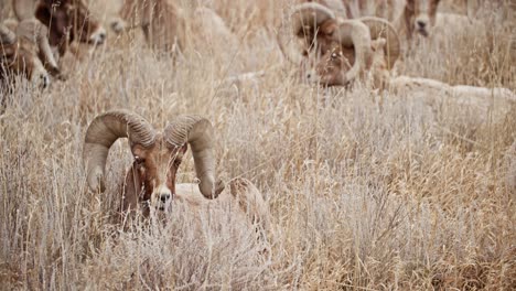 bighorn sheep grazing in the garden of the gods, colorado, amid dry grass