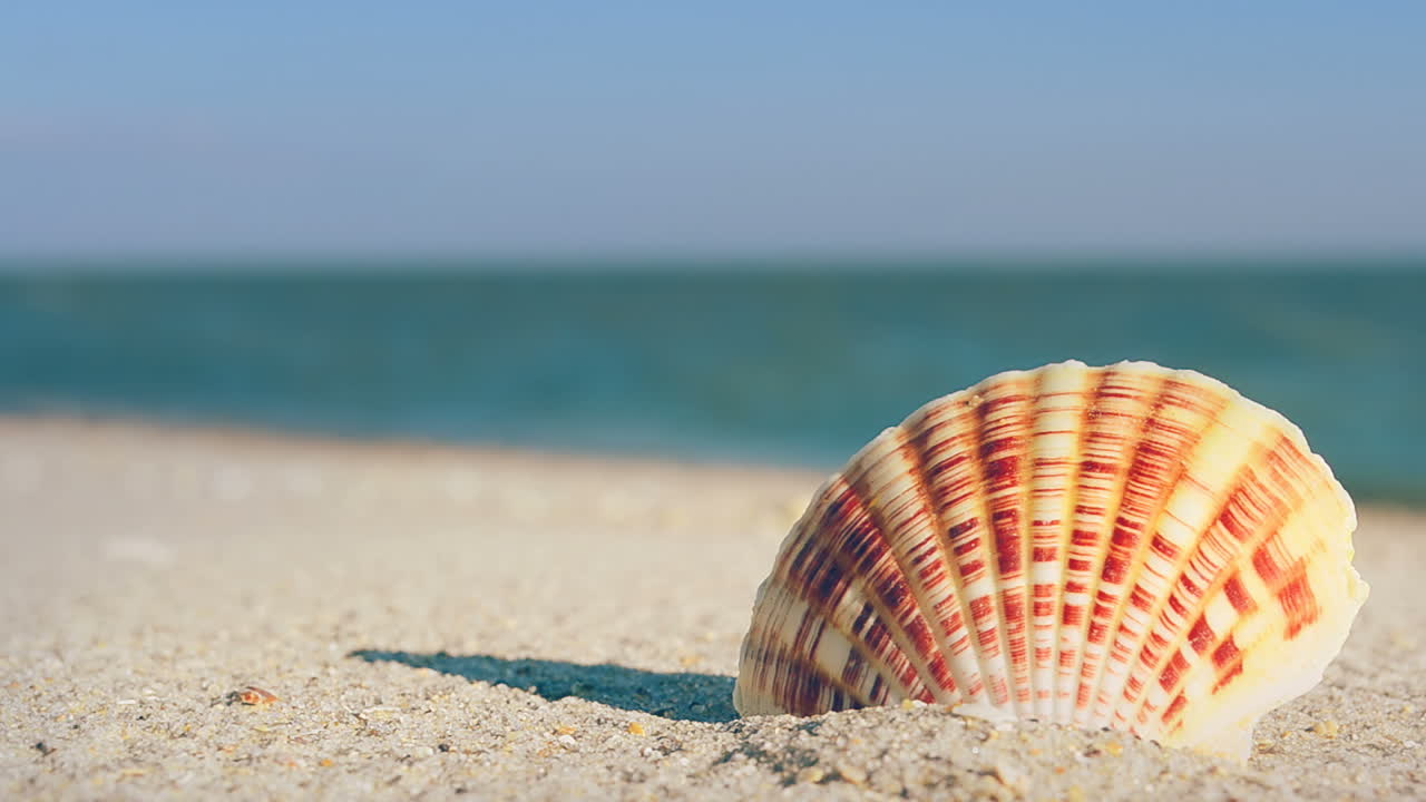 Cockleshells on sand against the background of waves. Shooting on the beach