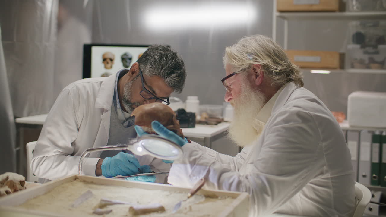 Two Senior Archaeologists Analyzing Ancient Skull Together in Laboratory