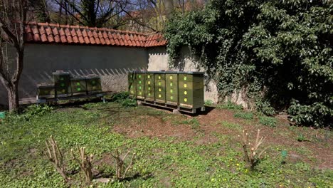 Beehives-built-in-the-park-by-the-wall-with-swarming-bees-around-on-a-sunny-spring-day