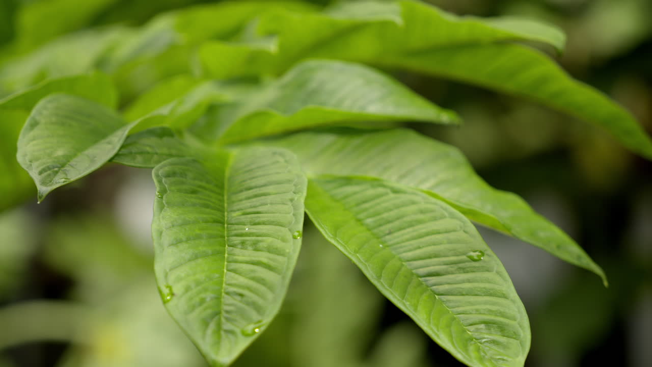 vista de cerca de la pata de elefante yam o árboles amorfofálicos es un tubérculo vegetal popular en los trópicos y subtropicales