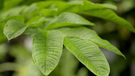 Close-up-view-of-Elephant-foot-yam-or-Amorphophallus-trees-is-a-popular-tuber-vegetable-in-tropics-and-subtropics