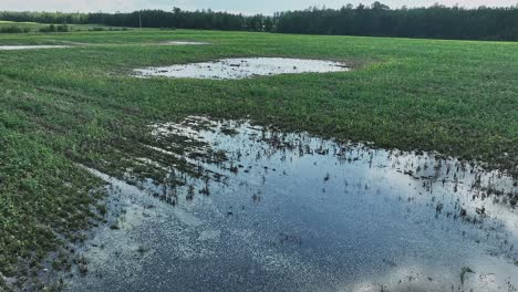 Drone-Volando-Sobre-Un-Campo-De-Canola-Inundado