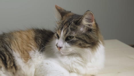 sliding shot of alarmed calico, tabico cat sleeping, listening and looking around