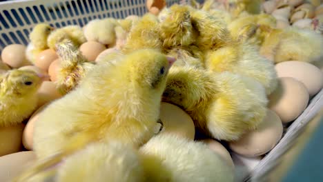 con un montón de pollos recién eclosionados de la incubadora.