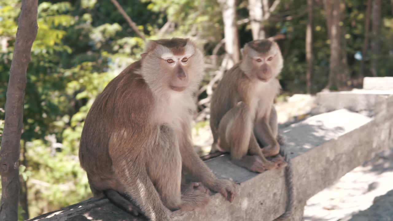 Two Monkeys sitting on a Railing, looking at the camera