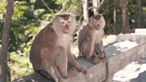 two monkeys sitting on a railing, looking at the camera
