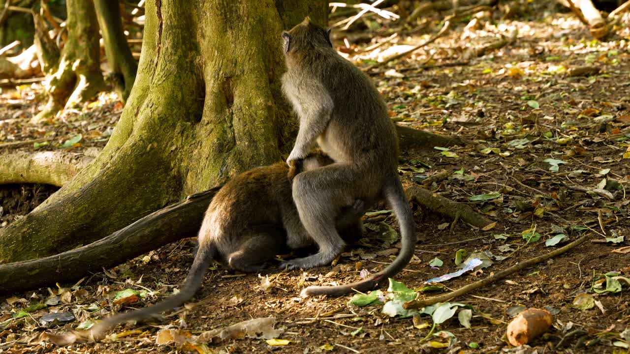 Primate aggression and coercive mating at Uluwatu Complex