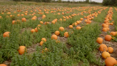 Panning-pan-shot-of-pumpkins-growing-in-field