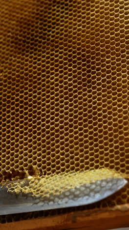 brown honeycombs on the wooden frames in the hands of unrecognized man. beekeeper uses knife to cut the combs. close up. vertical video