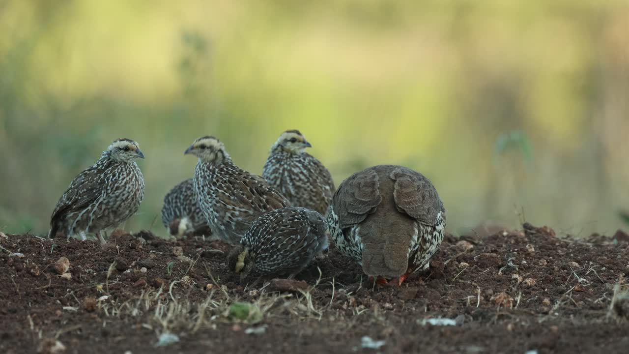 Wide shot of a female Natal spur fowl and her chicks foraging for food while two chicks chase one another, Greater Kruger