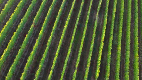 viñedo granja agricultura campo vista aérea